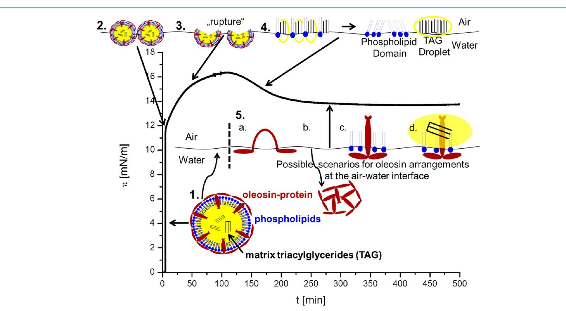 Figure 8 - from Soybean Oleosomes Behavior at the Air–Water