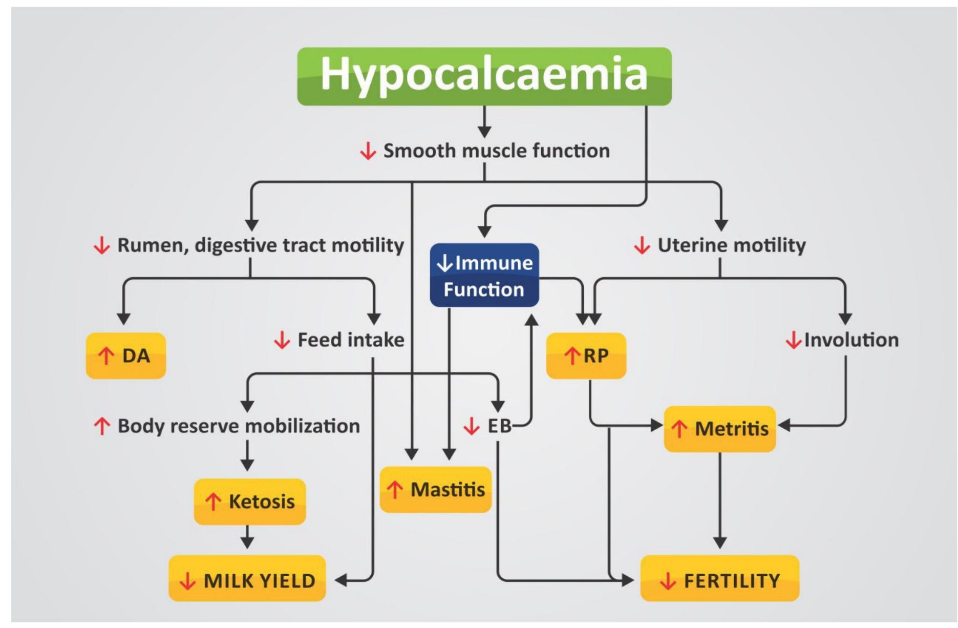 Hypocalcemia Rta ~ hypocalcemia as a “gateway disease”. schematic view of