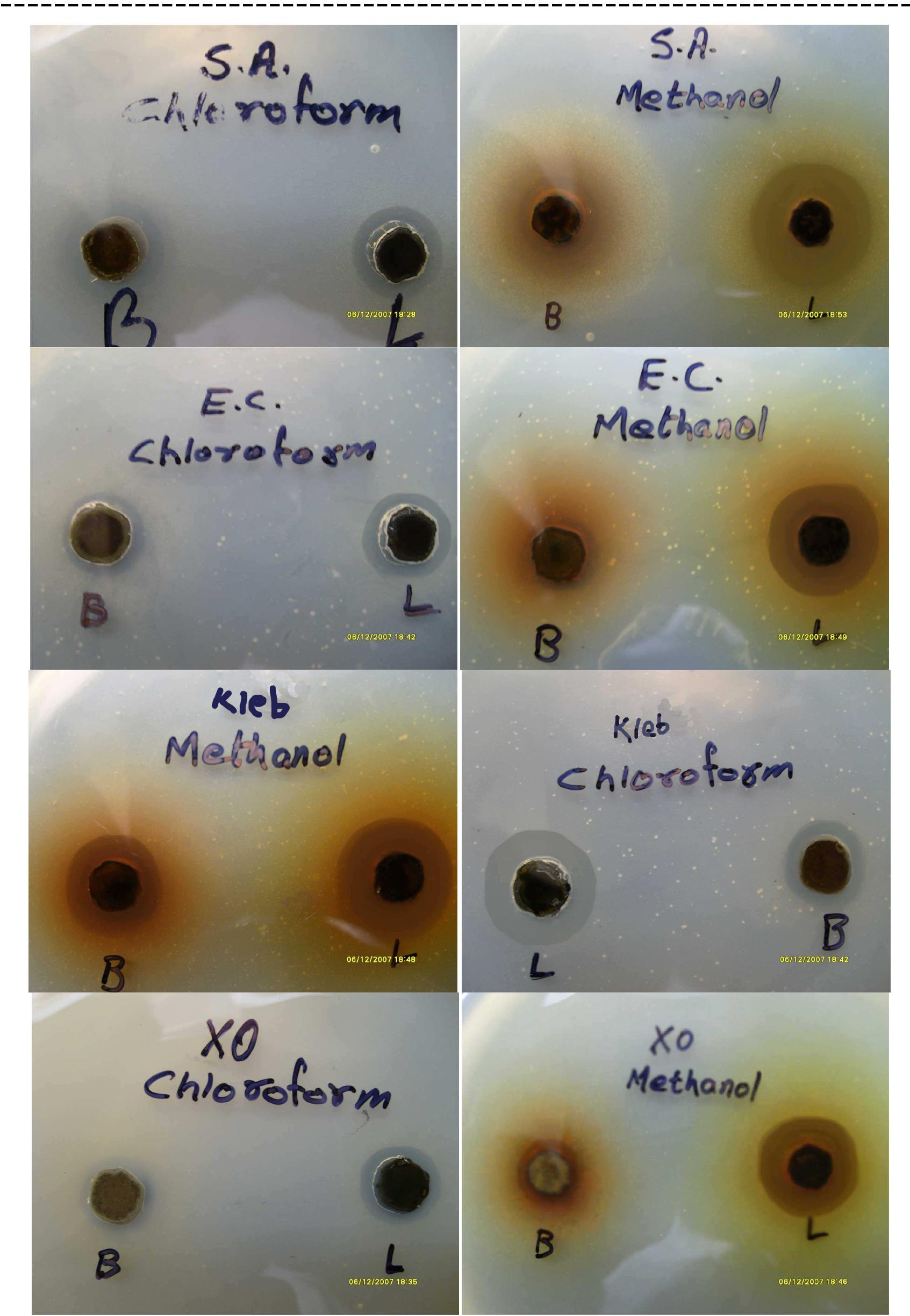 Figure 1 - from Antimicrobial Activity of Lasiosiphon