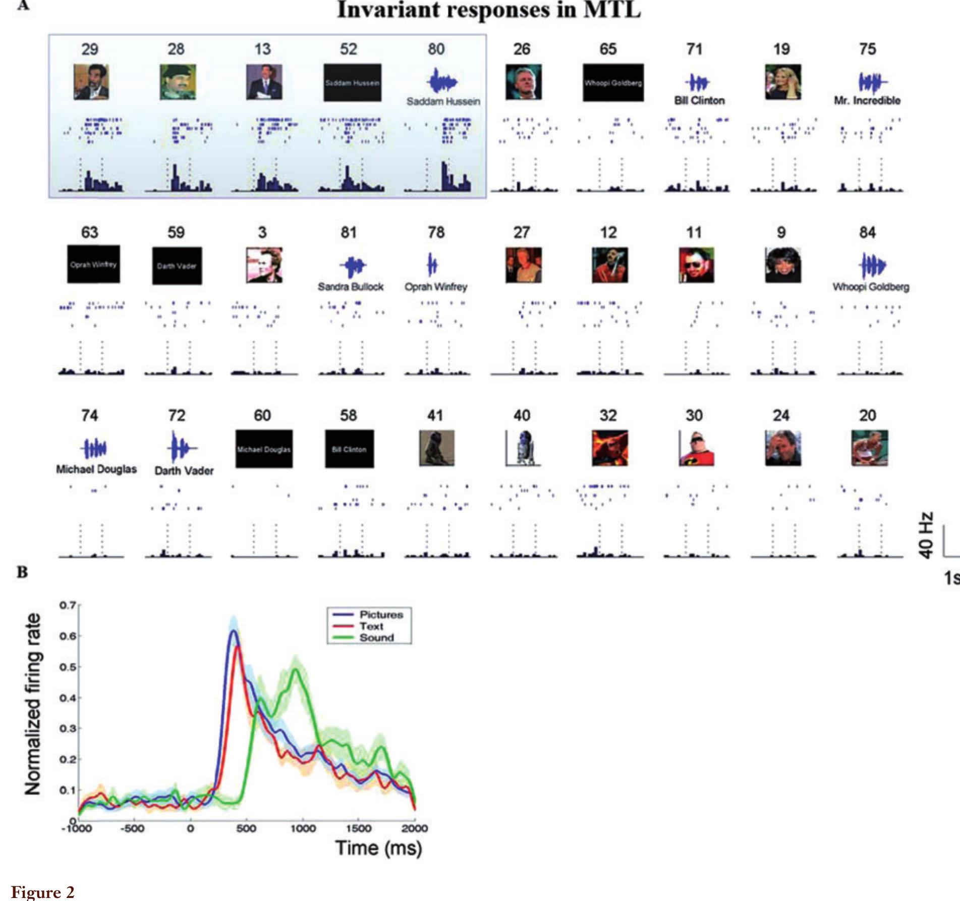 Selectivity and invariance. (A) Raster plots and peri-stimulus time histograms of a neuron in entorhinal cortex during visual presentation of pictures, text words, or auditory words. This cell responded selectively to the concept of Sadam Hussain and not to other stimuli. Regardless of low-level representation (different images of Sadam, the printed word of his name, or even the sound of hi name), the neuron responded in an invariant manner. (B) Mean normalized firing rates of 17 medial temporal lobe neurons exhibiting invariance to low-level cues. Reproduced with permission from Quian Quiroga et al. (2009). 