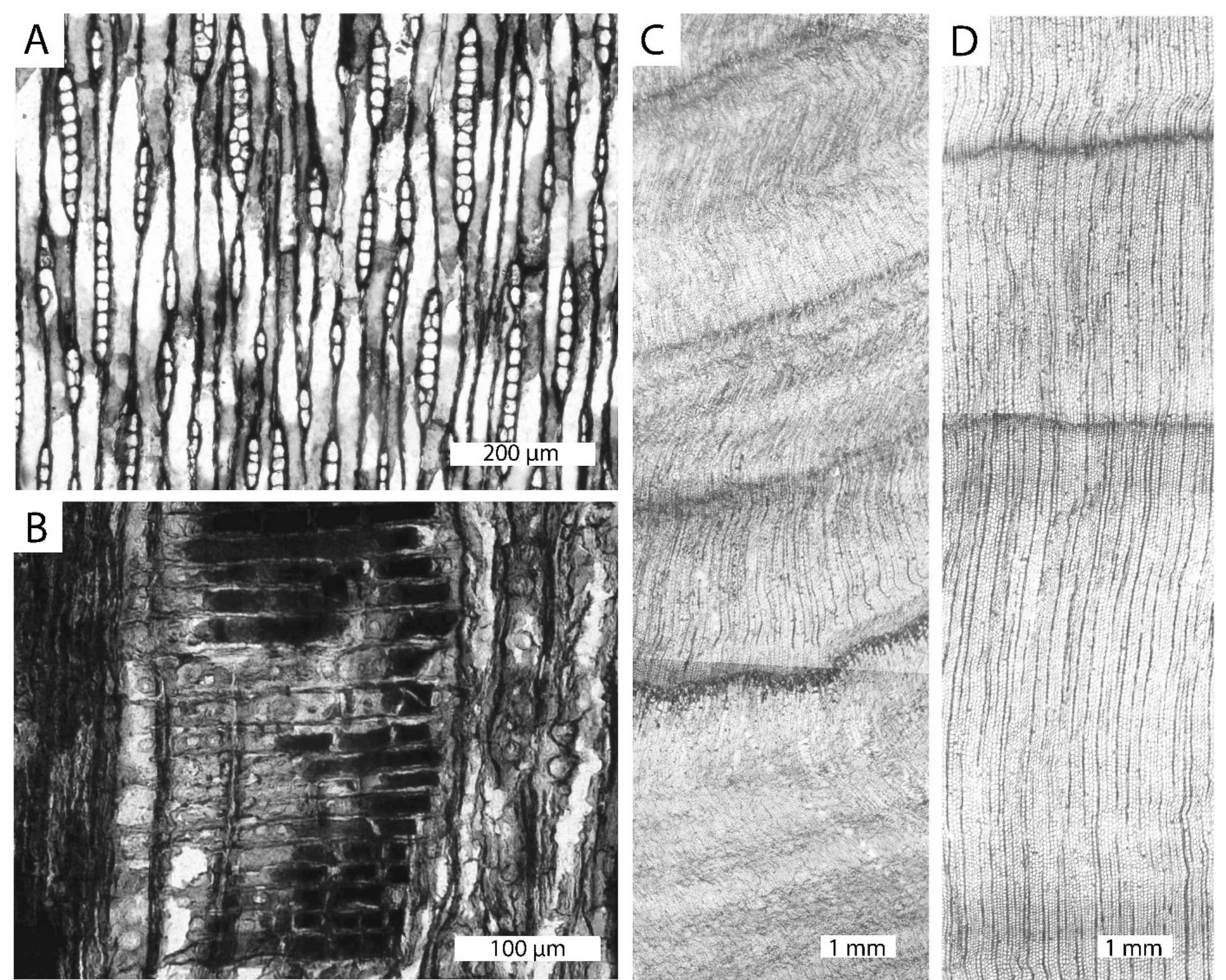 (PDF) A Late Cretaceous Coniferous Woodland from the San Juan Basin ...