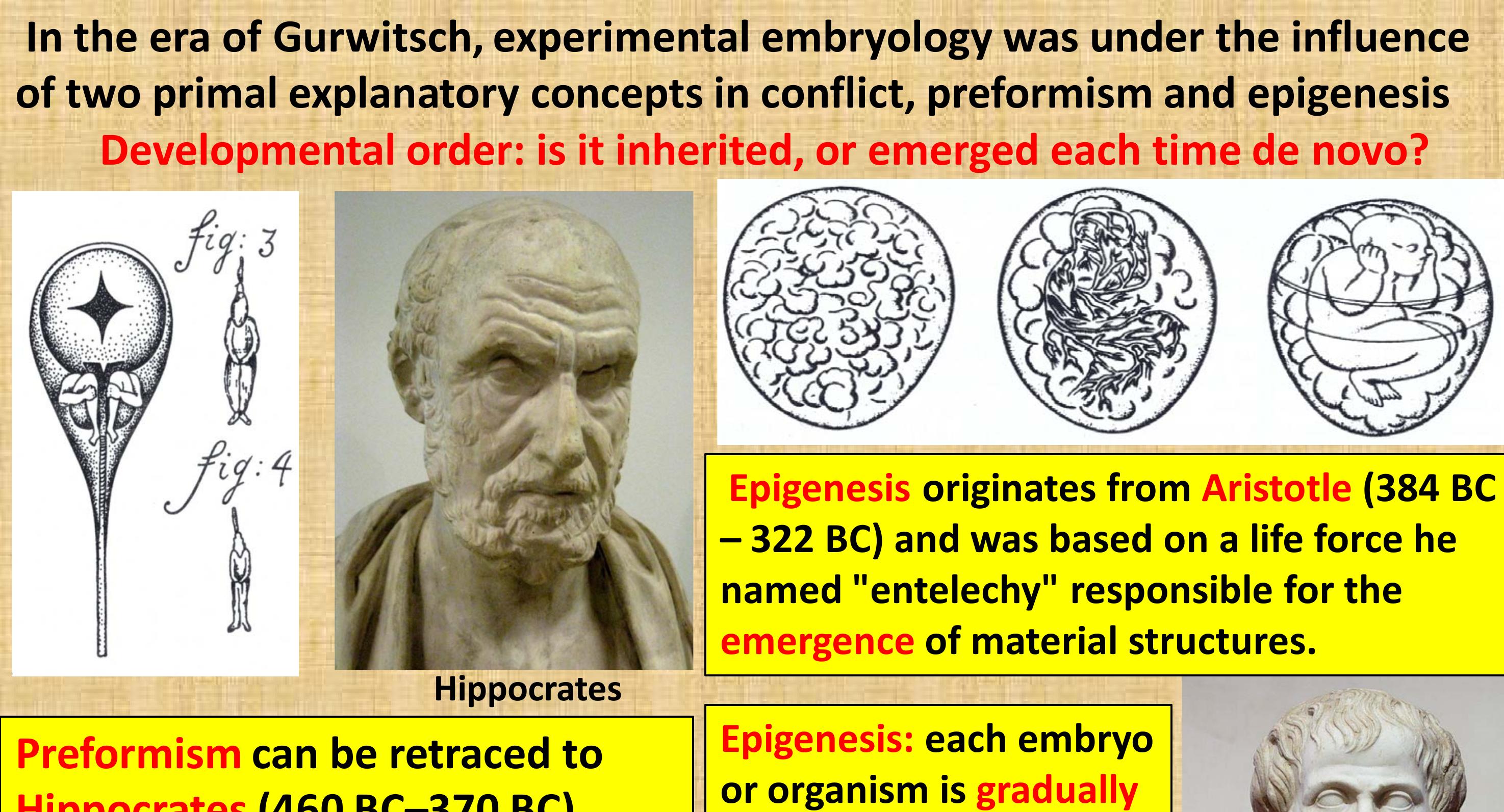(PDF) The evolution of the Biological Field concept and Biophotons