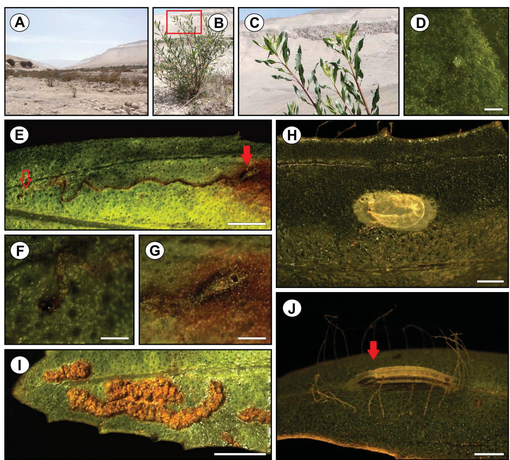 (PDF) A new species of Bucculatrix Zeller (Lepidoptera: Bucculatricidae ...