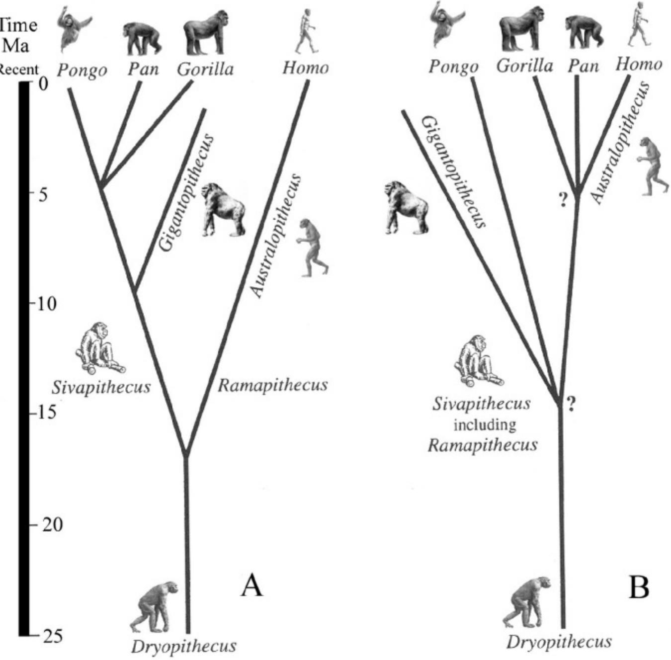(PDF) India at the cross-roads of human evolution