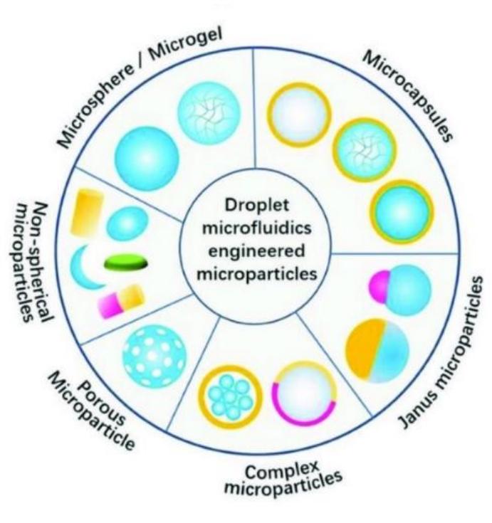 Figure 2 - from Biopolymeric microbeads as a 3D scaffold for