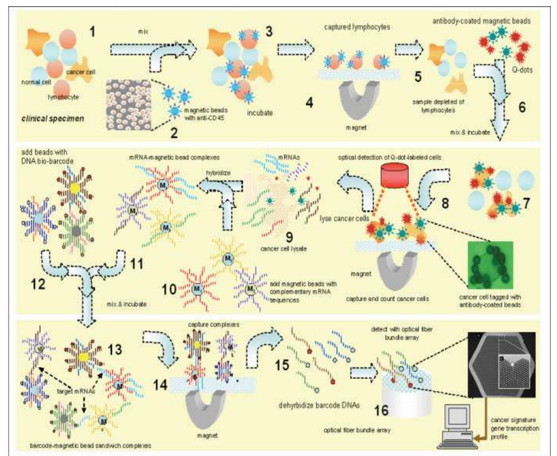 Cell Barcoding Cancer (PDF) Lab-on-a-chip for oral cancer screening and diagnosis