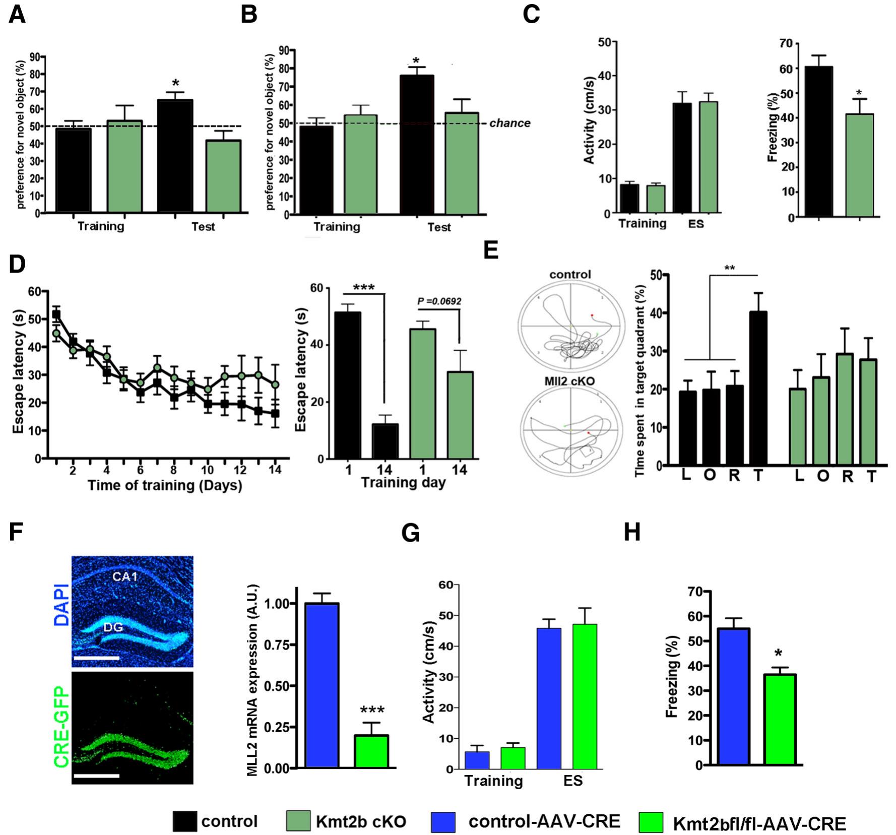 (PDF) Histone-Methyltransferase MLL2 (KMT2B) Is Required for Memory ...