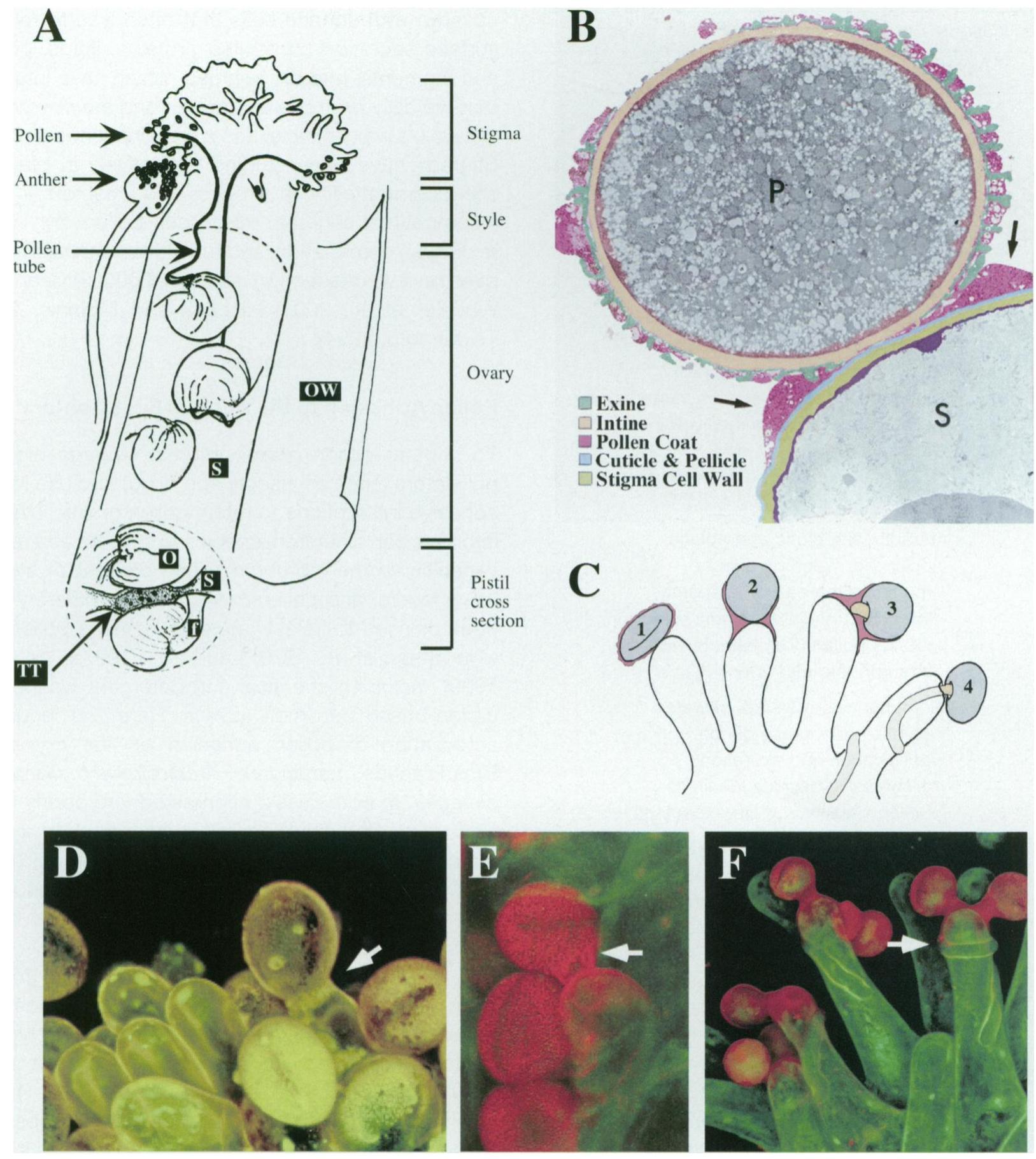 Figure 2 - from Pollen and stigma structure and function: