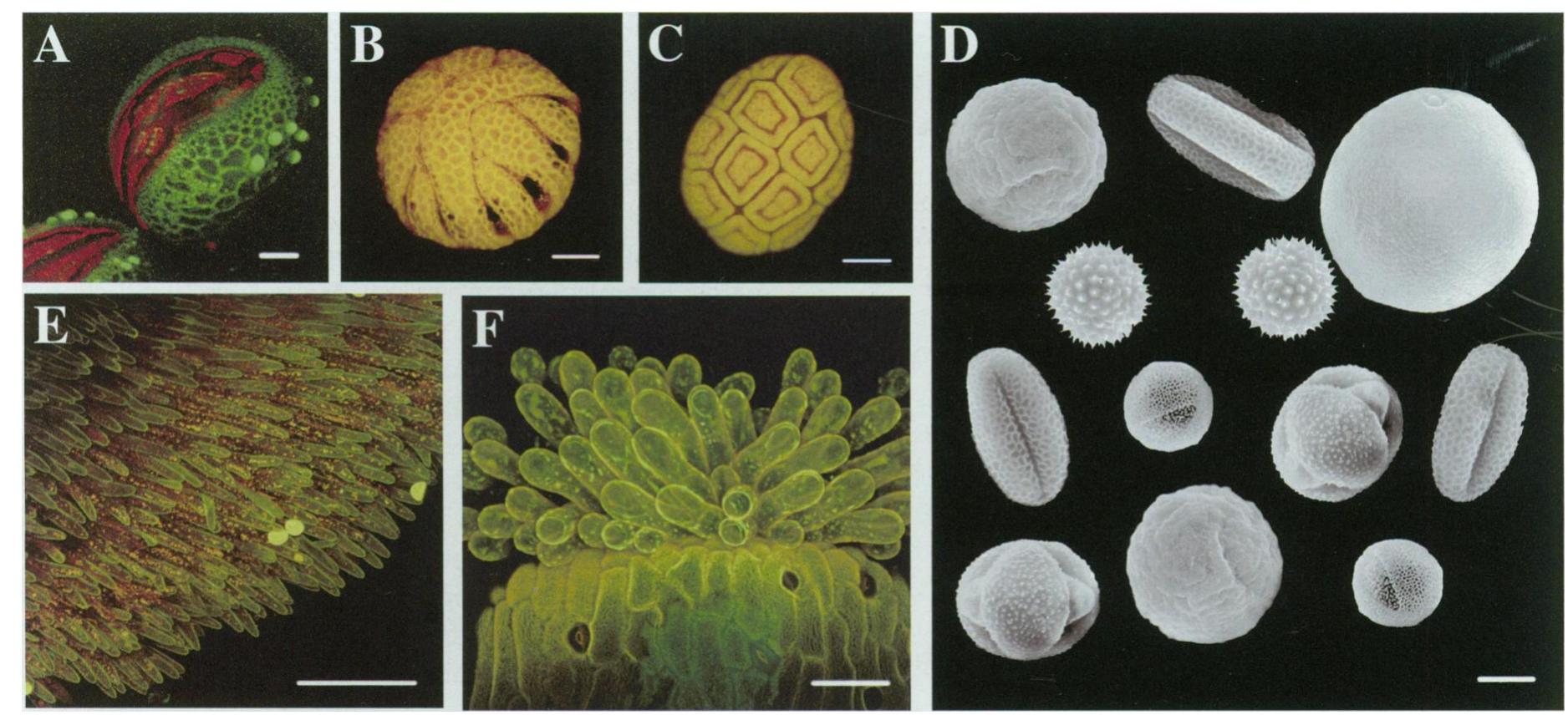 Pollen and stigma structure and function: the role of diversity in ...