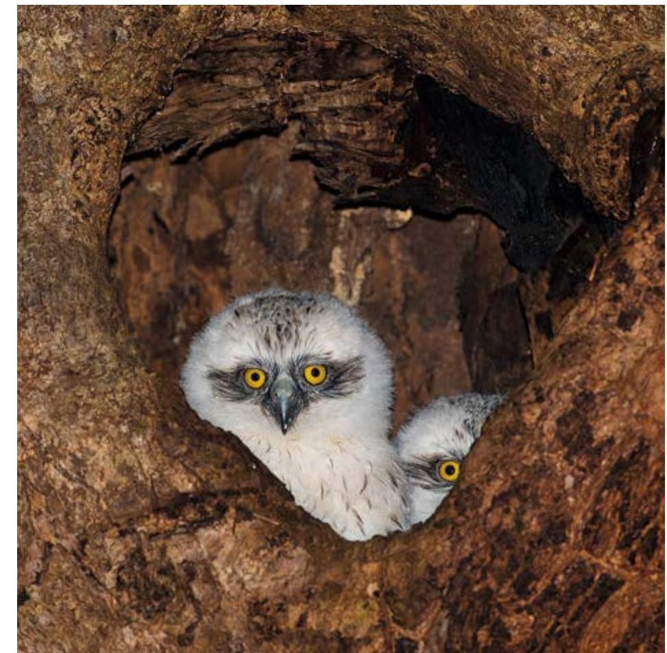 Fig. 1. Powerful-owl chicks in a hollow of a large-old tree. Photography: Nick Bradsworth  in owl populations.” Present-day owl populations exist in dramatically modified andscapes and are increasingly common in cities.” Although researchers once thought that powerful owls are habitat specialists restricted to old-growth forests, powerful owls now inhabit Australia’s densest cities including Sydney and Melbourne.®*! This suggests that owls can adapt to, tolerate, or even benefit from human-dominated landscapes (Fig. 2). However, cities present owls with several challenges which threaten their wellbeing and prospects of long-term survival.” Urbanisation reduces the availability of critical habitat-structures that owls de- pend on, such as tree cover, structurally complex vegetation, and access to wa-  