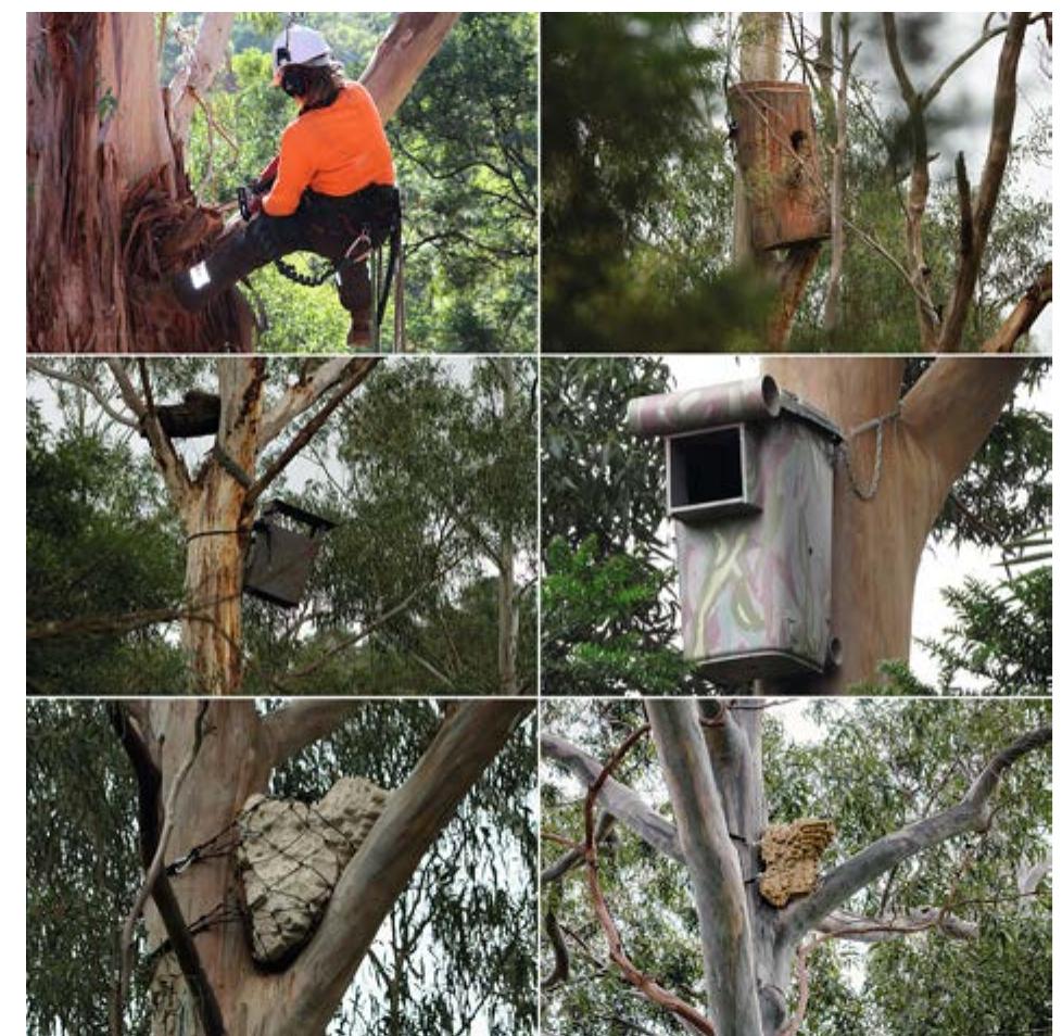 Fig. 3. Human-made hollows for powerful owls. Top left: carved hollow. Top right: carved log. Middle left: nest box. Middle right: repurposed wheelie-bin (Credit: Gio Fitzpatrick). Bottom left: hempcrete hollow. Bottom right: 3D printed wood hollow. Photography by the authors unless stated otherwise 