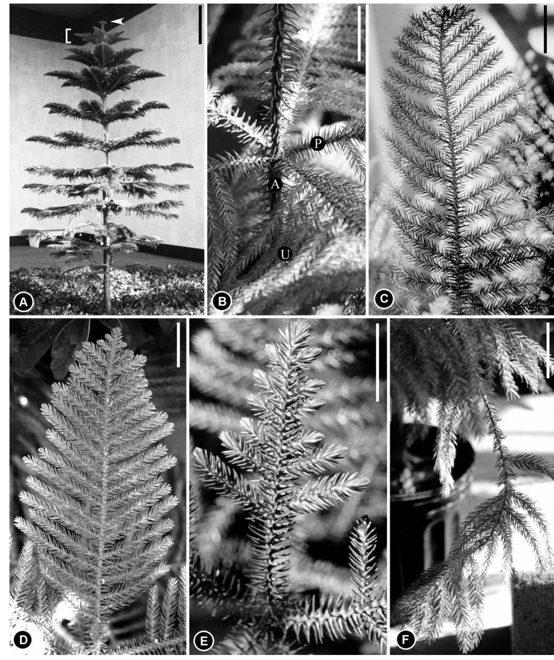 Youngest Tree Juvenile tree of araucaria heterophylla (salisb.) franco. a,