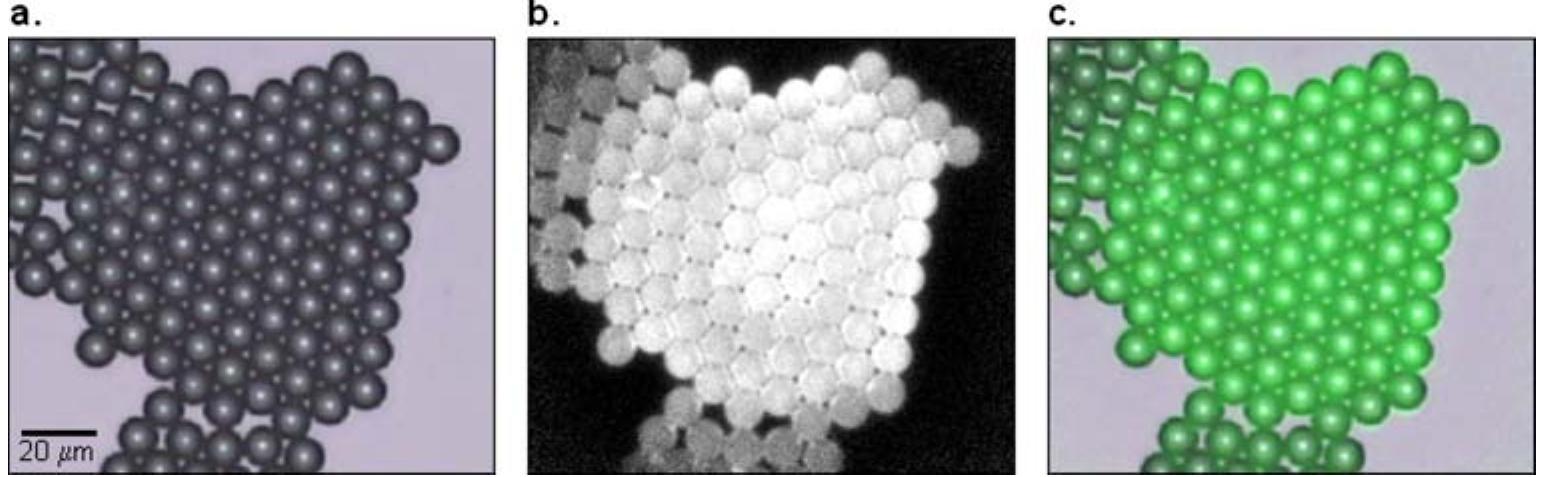 Figure 2 - from Raman Chemical Imaging for Drugs and