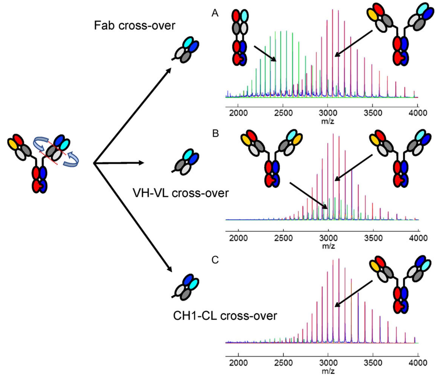 (PDF) Variable heavy-variable light domain and Fab-arm CrossMabs with ...