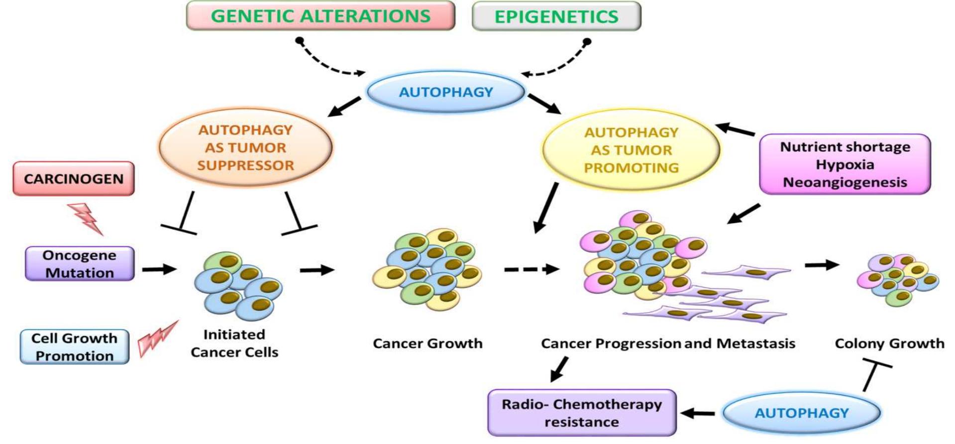 Dual role of autophagy in cancer progression. involvement of
