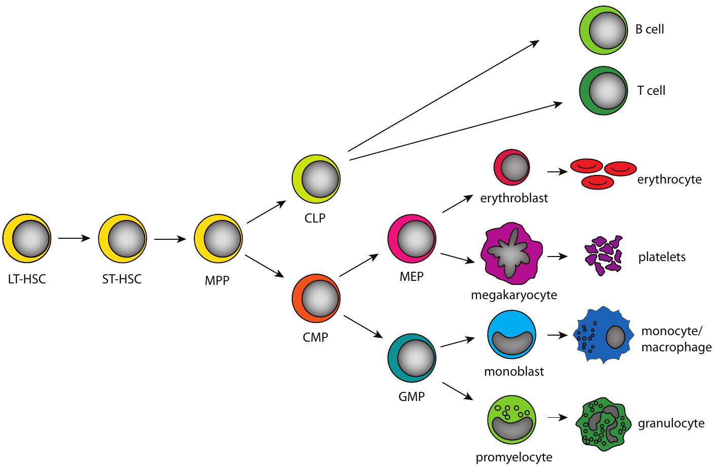 Hierarchical structure of hematopoiesis. schematic