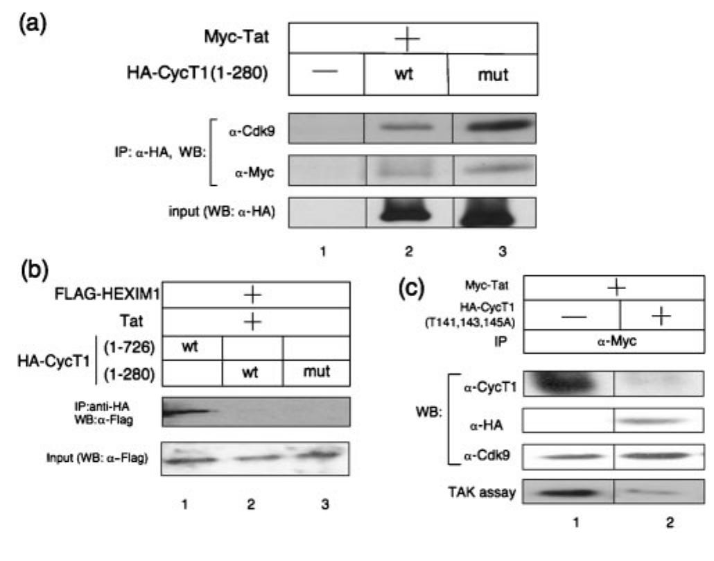 Fig. 2. CycT1-280 (1143, 149, 155A) proteins associate with Cdk9 and Tat as a kinase-negative complex. (a) HA-tagged wt (lane 2) and mutant CycT1-280 (T1438, 149, 155A) proteins (lane 3) were overexpressed in 298T cells in the presence of myc- tagged Tat proteins, and immunoprecipitated from the cell using anti-HA antibodies. Tat and the endogenous Cdk9 associated with HA-CycT1 were detected by anti-myc and anti-Cdk9 antibodies, respectively. (b) The truncated version of CycT1 (1-280) does not interact with HEXIM1 in the presence of Tat. HA-tagged full-length (1-726; lane 1) and truncated (1-280) CycT1 [wt, lane 2, and CycT1-280 (1143, 149, 155A), lane 3] proteins were over- expressed in 293T cells in the presence of FLAG-tagged HEXIM1 proteins and myc-tagged Tat proteins and immunoprecipitated from the cell lysates with anti-HA antibodies. The HEXIM1 proteins associated with HA-CycT1 were detected by anti-FLAG antibod- ies. (c) Tat proteins associated with the mutant CycT1-280 (1143, 149, 155A) proteins have a lower CTD-kinase activity. Myc- epitope tagged Tat proteins were overexpressed in 298T cells in the absence (lane 1) or presence (lane 2) of CycT1-280 (1143, 149, 155A), and immunoprecipitated with anti-myc antibodies. The endogenous CycT1 and Cdk9 proteins, and HA-CycT1 (1- 280) associated with Tat were detected by Western blot analysis as indicated. The Tat-associated kinase (TAK) assays were performed as described previously (Herrmann et a/., 1998). 
