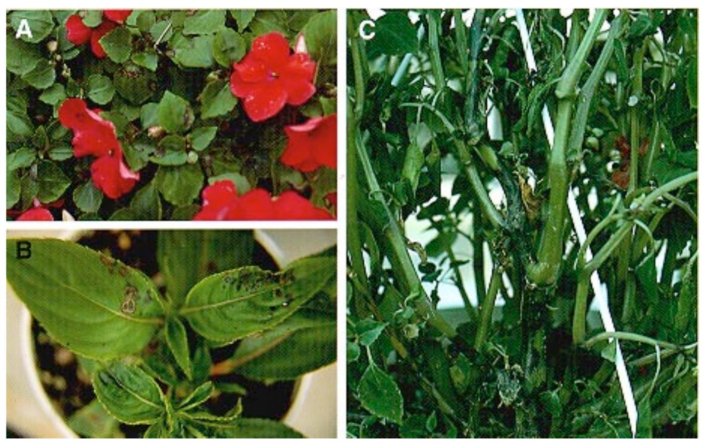 (PDF) Tospoviruses Strike the Greenhouse Industry: INSV Has Become a ...