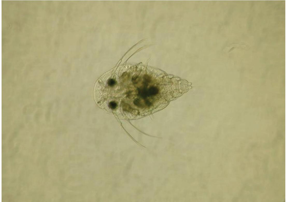 (PDF) Argulus (Fish Louse) Infections in Fish 1