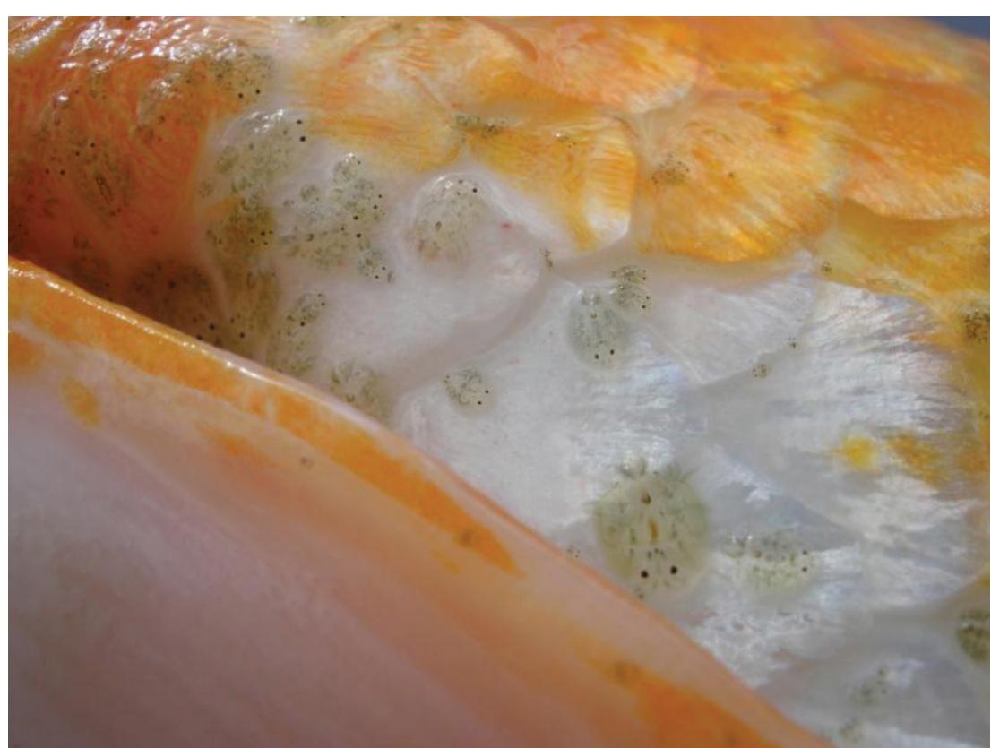 (PDF) Argulus (Fish Louse) Infections in Fish 1