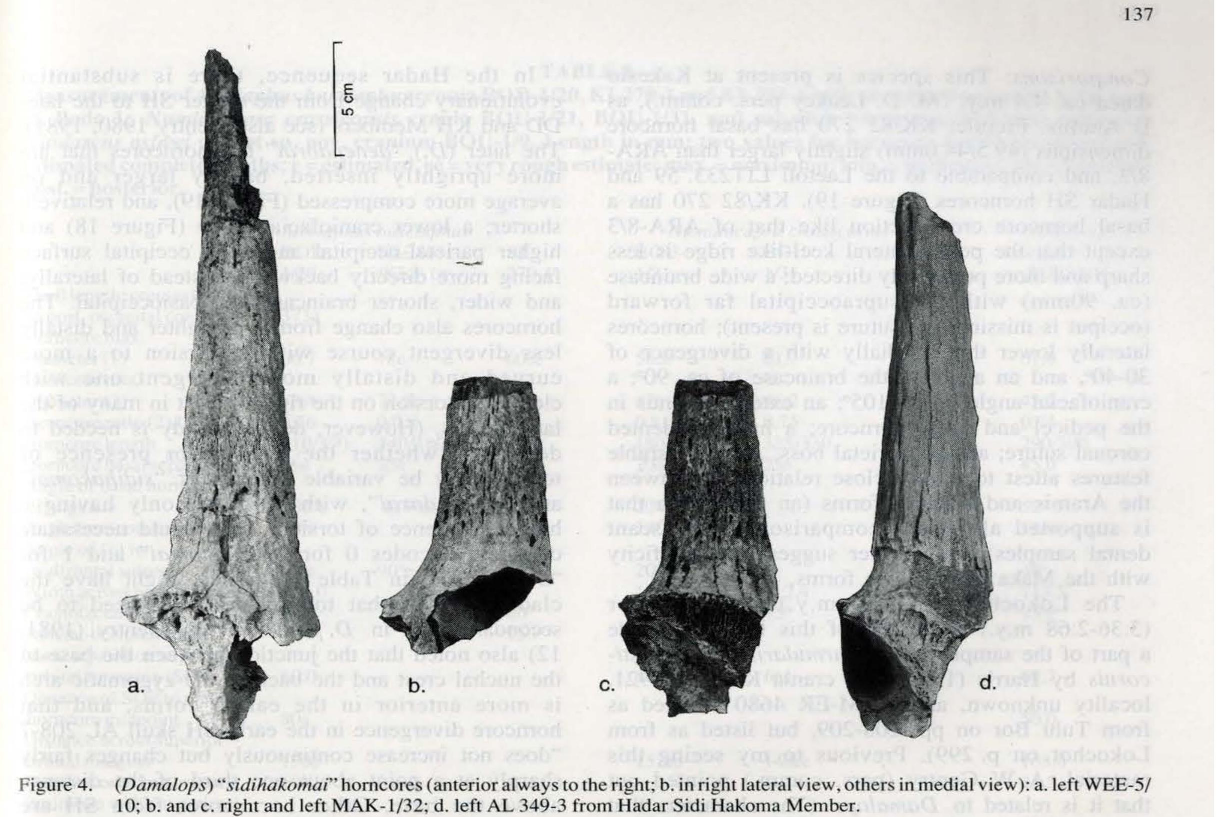 Figure 2 - New fossils of Alcelaphini and Caprinae (Bovidae: