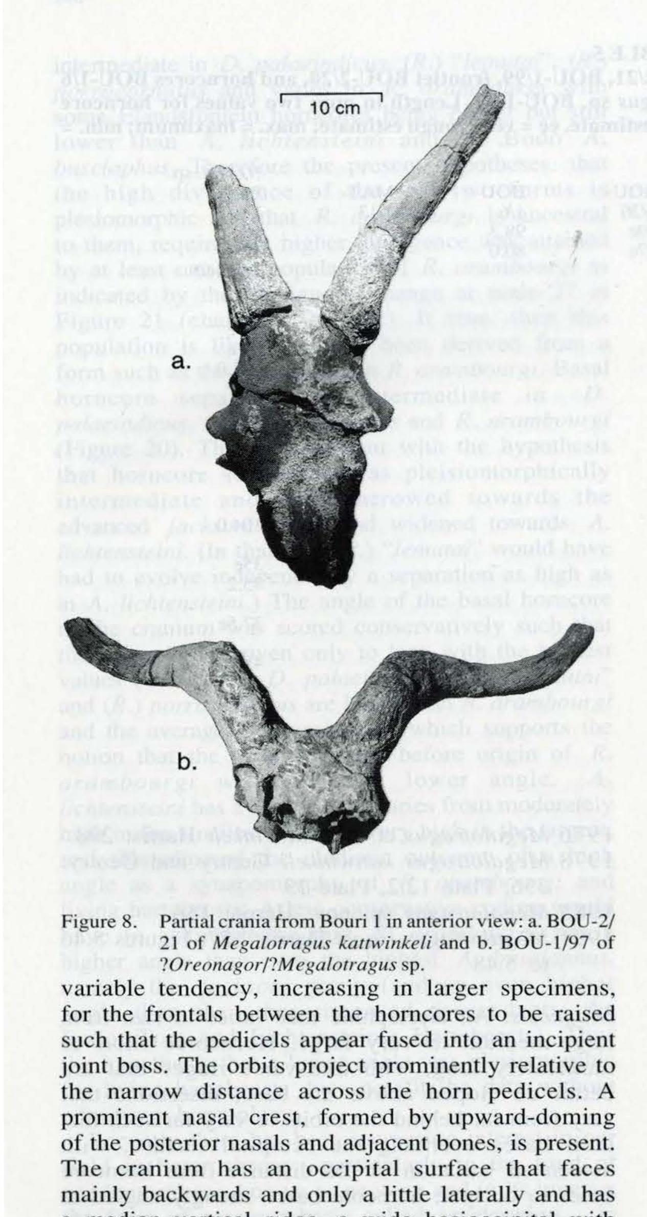 Figure 5 - New fossils of Alcelaphini and Caprinae (Bovidae: