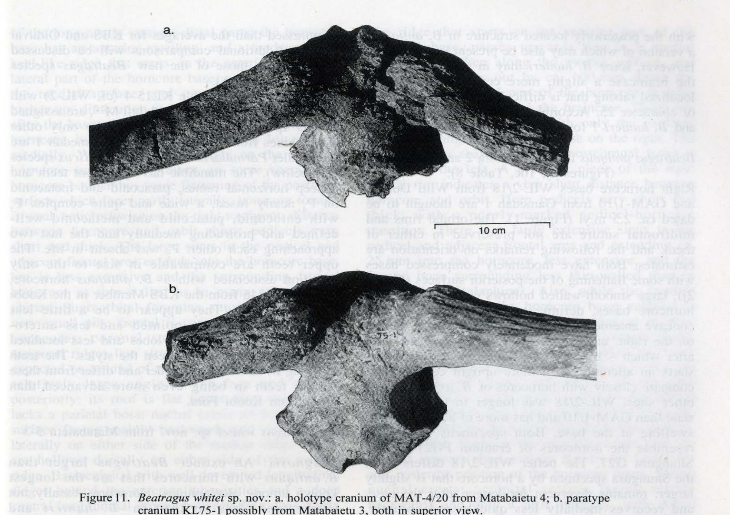 Figure 8 - New fossils of Alcelaphini and Caprinae (Bovidae:
