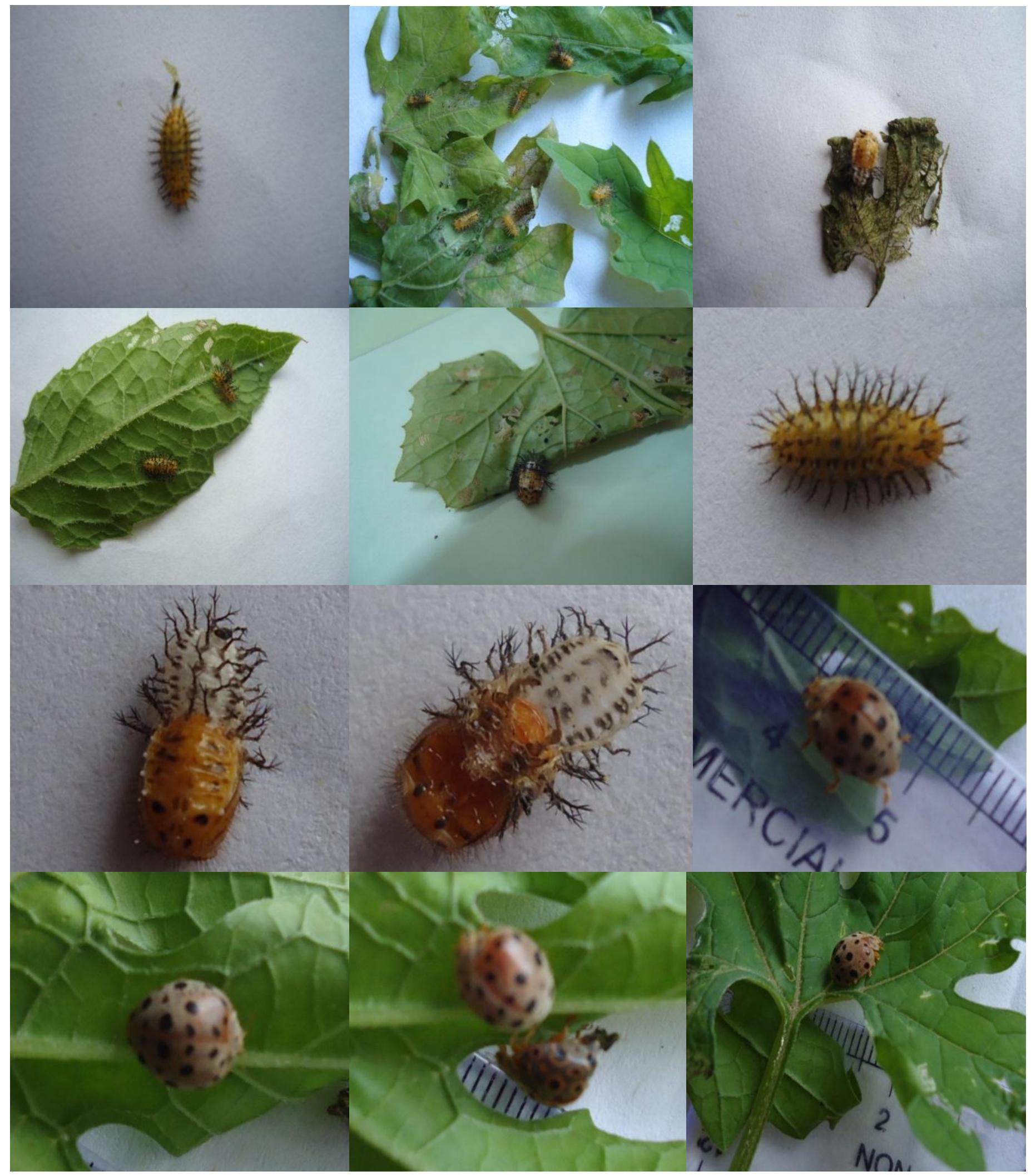 Hadda Insect (PDF) Studies on Biology of Hadda Beetle, Epilachna vigintioctopunctata ...