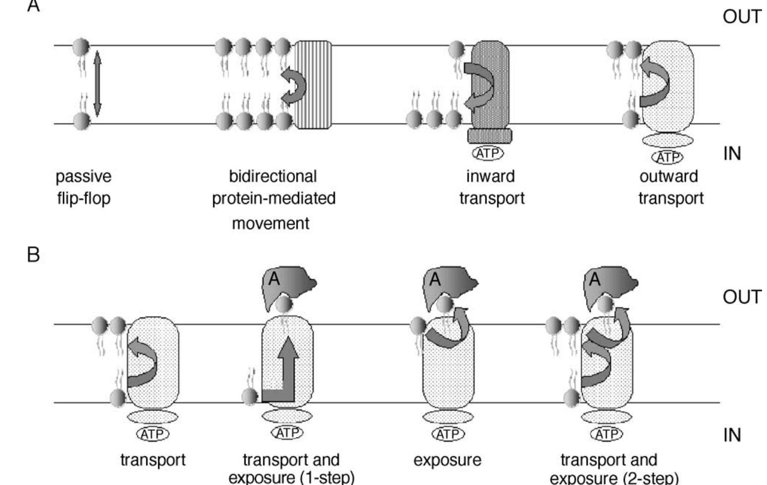 (PDF) Function of prokaryotic and eukaryotic ABC proteins in lipid ...