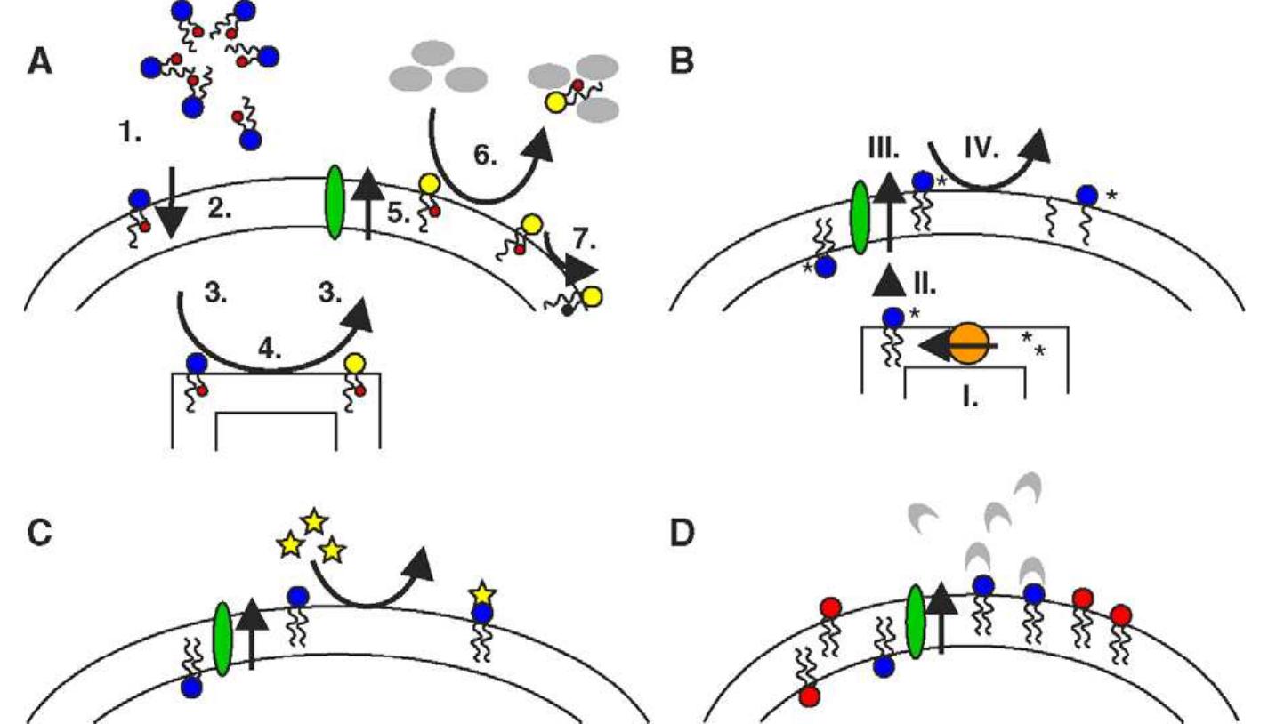 (PDF) Function of prokaryotic and eukaryotic ABC proteins in lipid ...