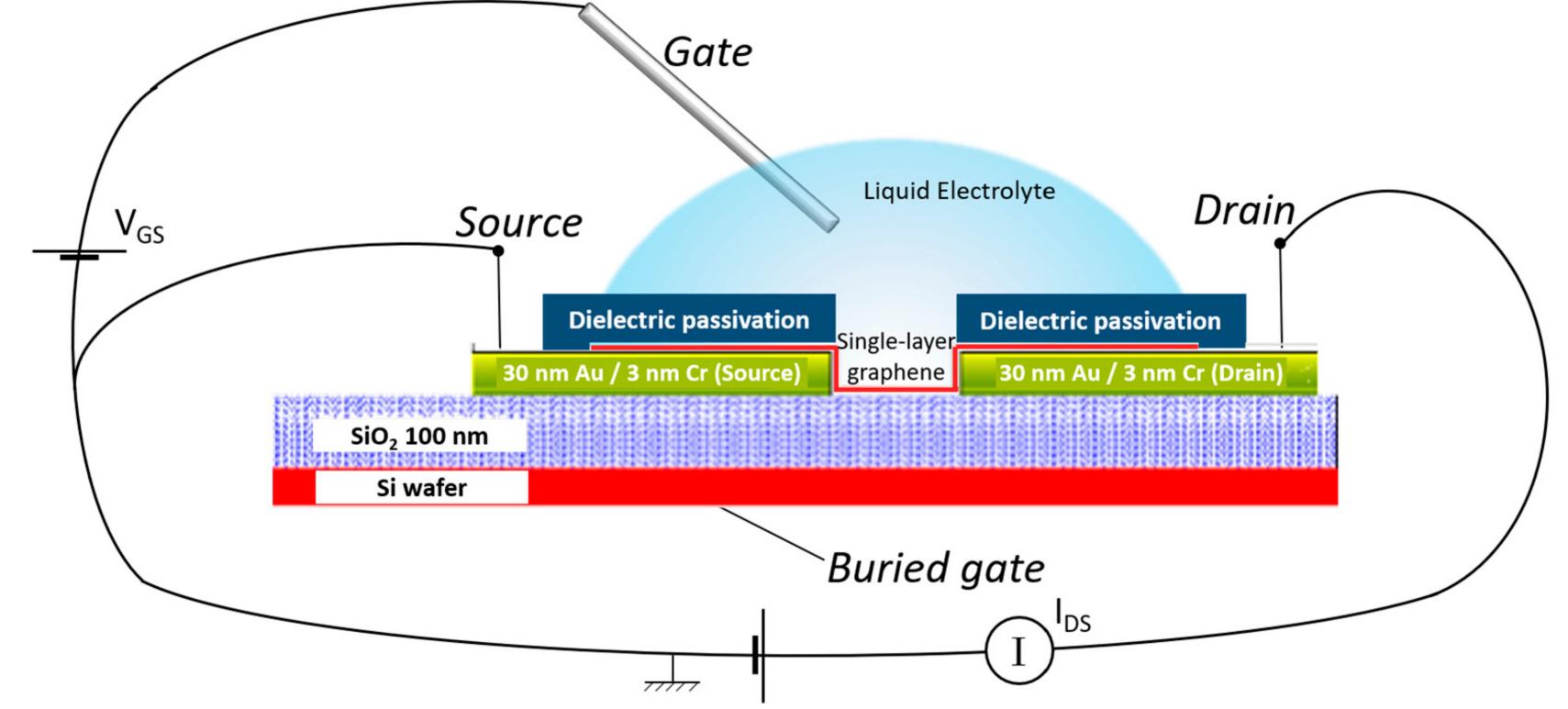 Working model of a typical graphene field-effect transistor