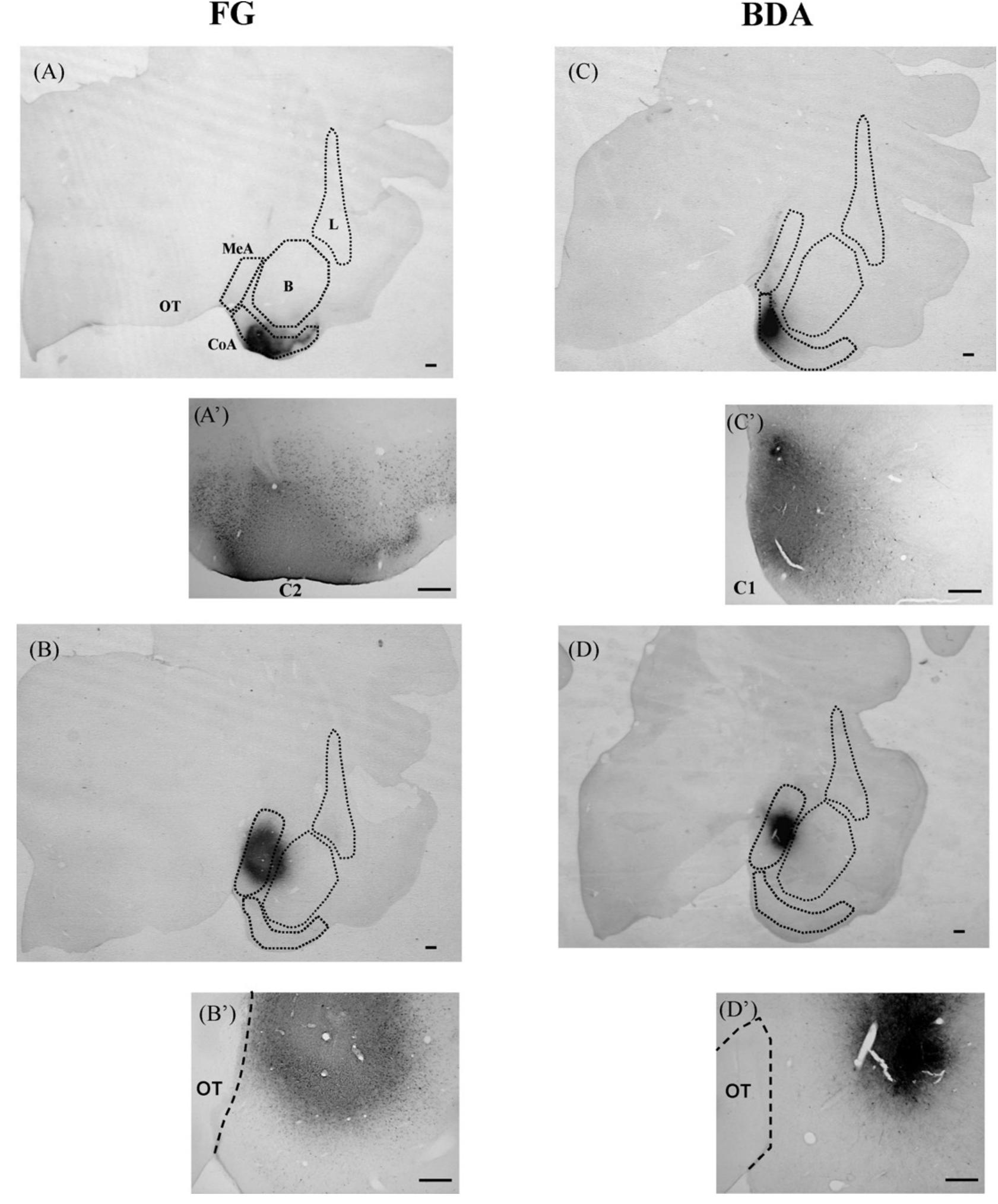 (PDF) Afferent and efferent connections of the cortical and medial ...