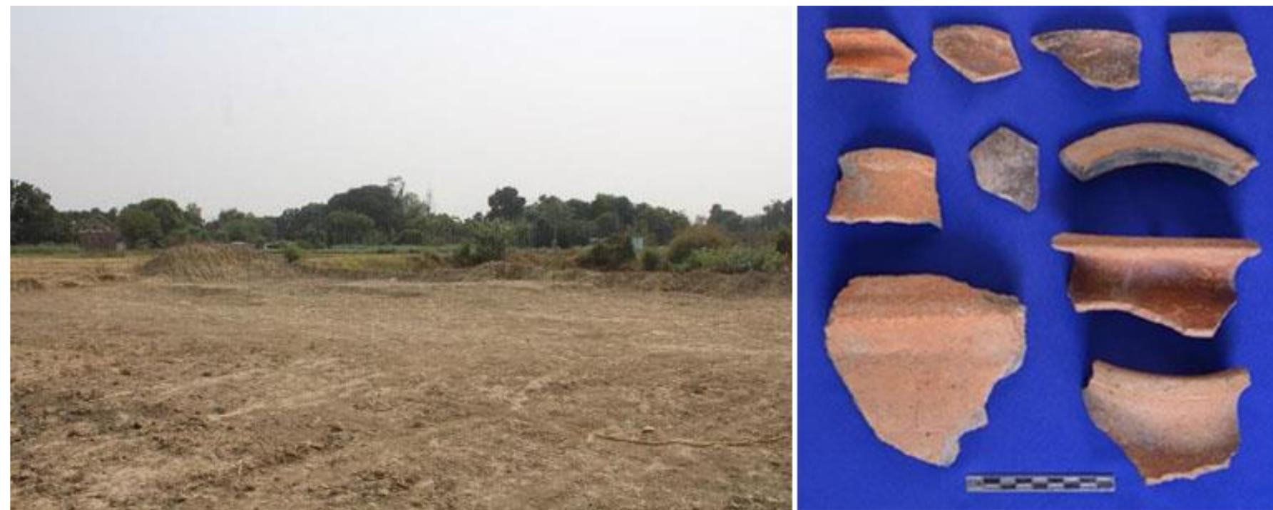 Figure 7: General view of fully destroyed site and Pottery  Harsos Locality I (Lat. 25°29’76” N; Long. 82°84’73” E): This site is situated 500 m east of Panchkroshi road in Arajiline block of Varanasi district (Figure 7). It is also known as “Pokhara Ka Bhita”. It is located 17 km towards west from district headquarter Varanasi, just south-east of Primary school is present. The site is disturbed by soil mining activity. In the southern section, some potsherds are recovered (Figure 7) 