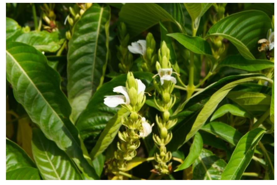 Adhatoda Root Adhatoda Vasica Root