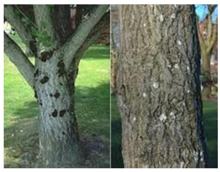 Figure 1 - from Ginkgo biloba: A Treasure of Functional