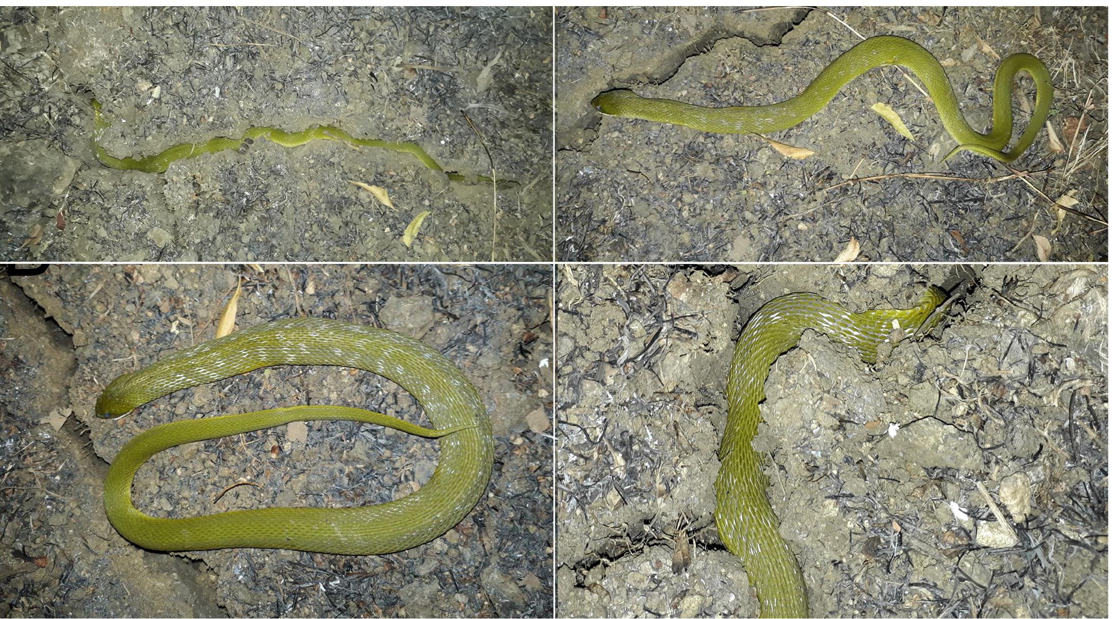 (PDF) Hibernation" in Indian Snakes?