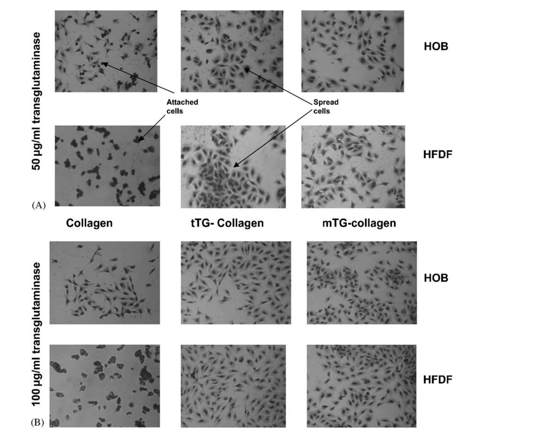 Collagen Abstract Figure 1 - from Crosslinking of collagen gels by
