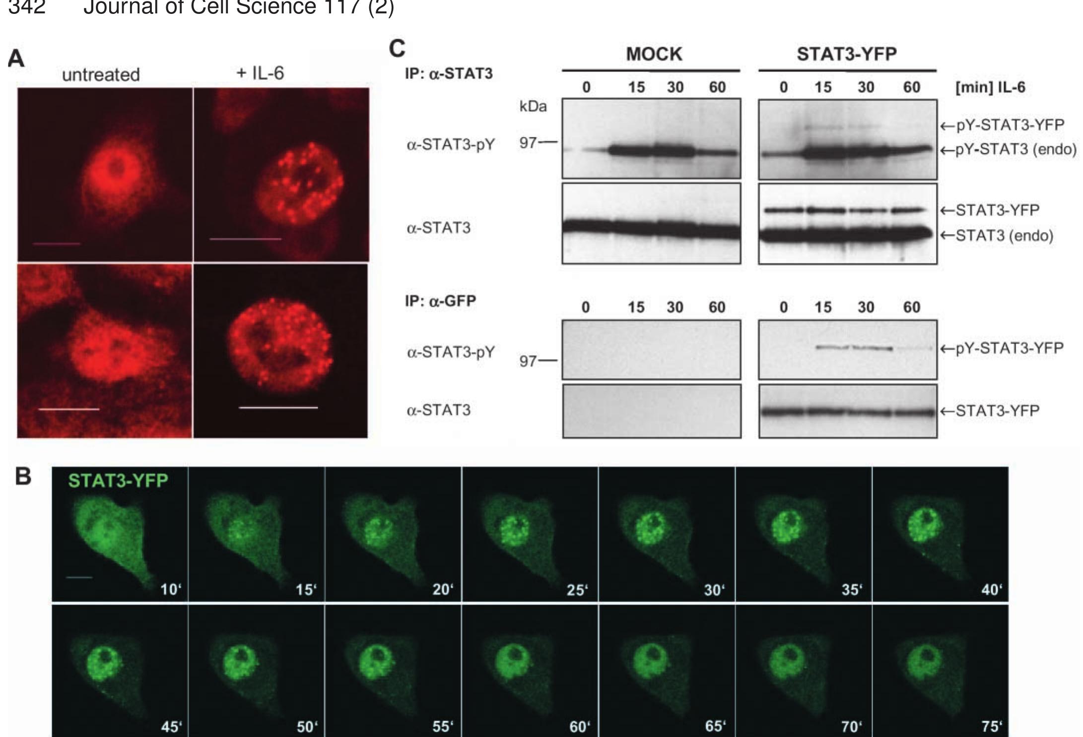 (PDF) STAT3 is enriched in nuclear bodies