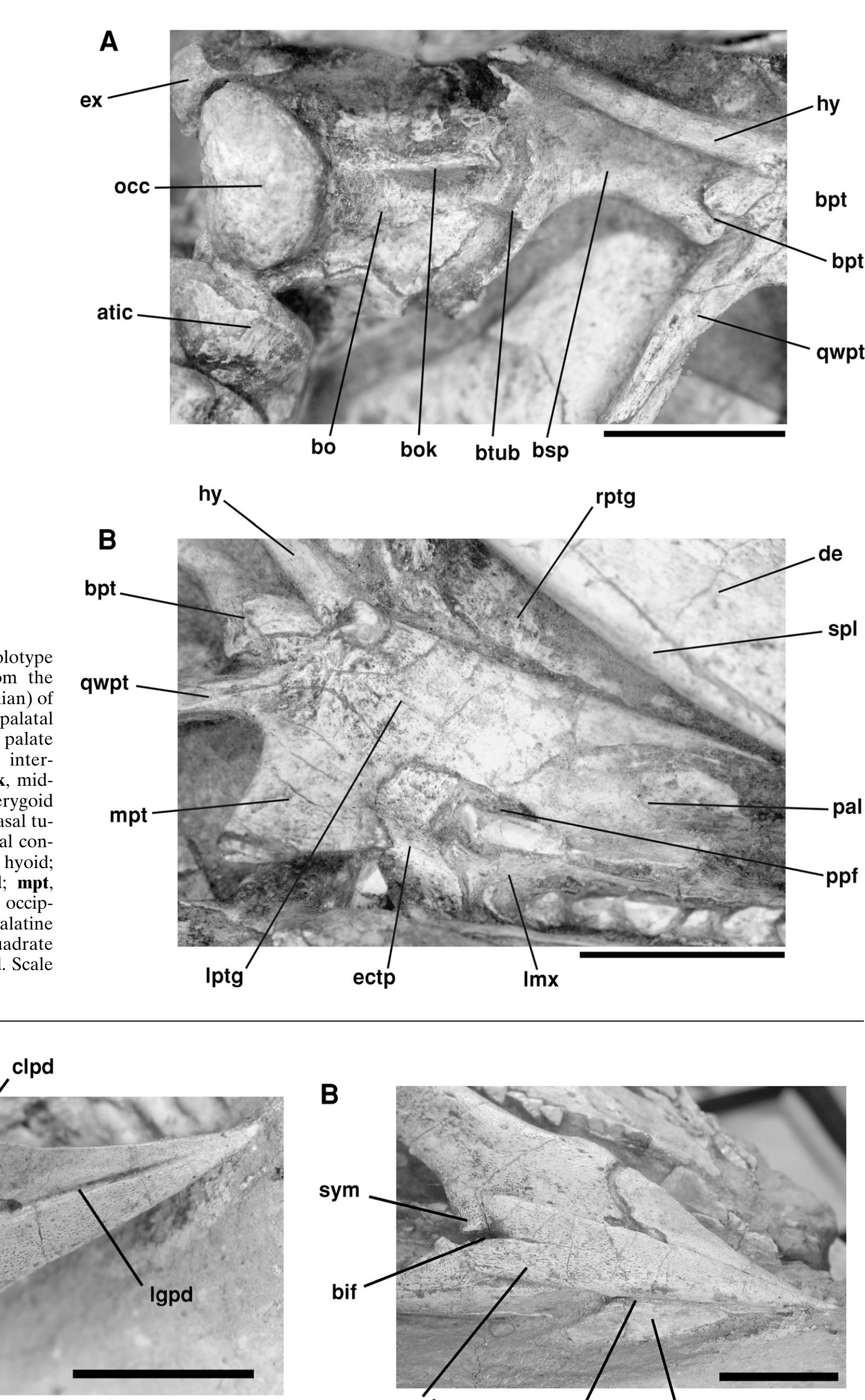 Predentary (PDF) Cranial anatomy of the small ornithischian ...