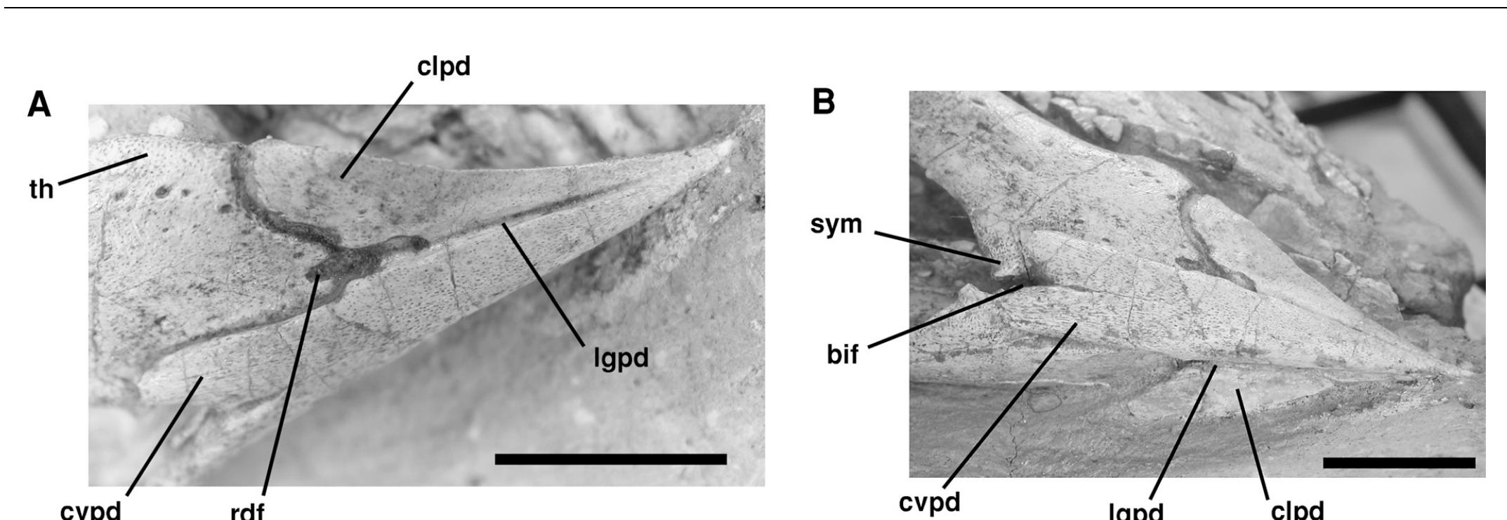 (PDF) Cranial anatomy of the small ornithischian ...