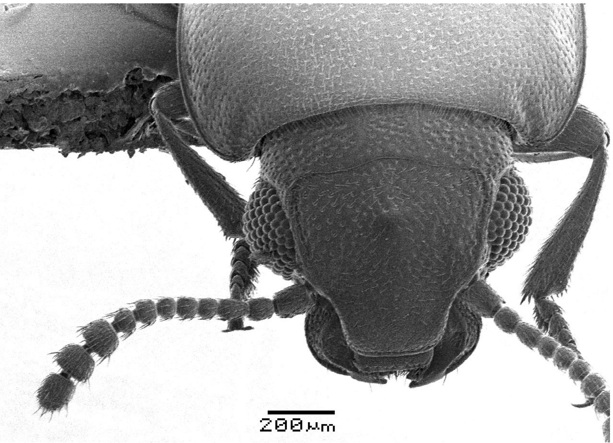 Protibiae Pharaxonothaesperanzae,n.sp.a) head, dorsal view; b)