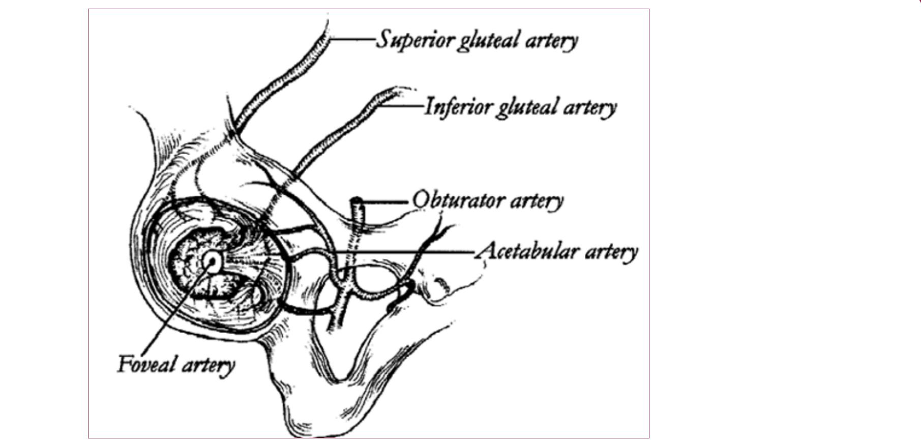 The hip joint receives its blood supply from several