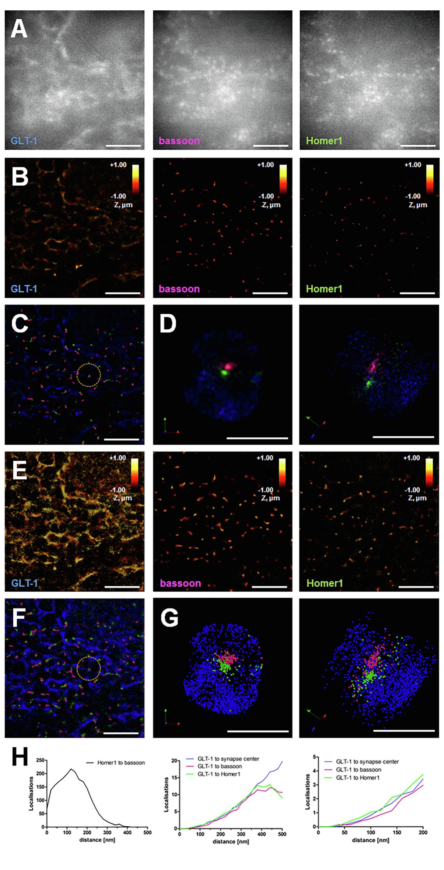 Figure 2 - Imaging tripartite synapses using