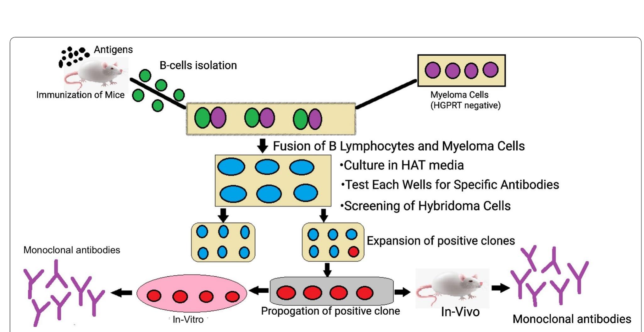 Diagram showing the production of monoclonal antibodies