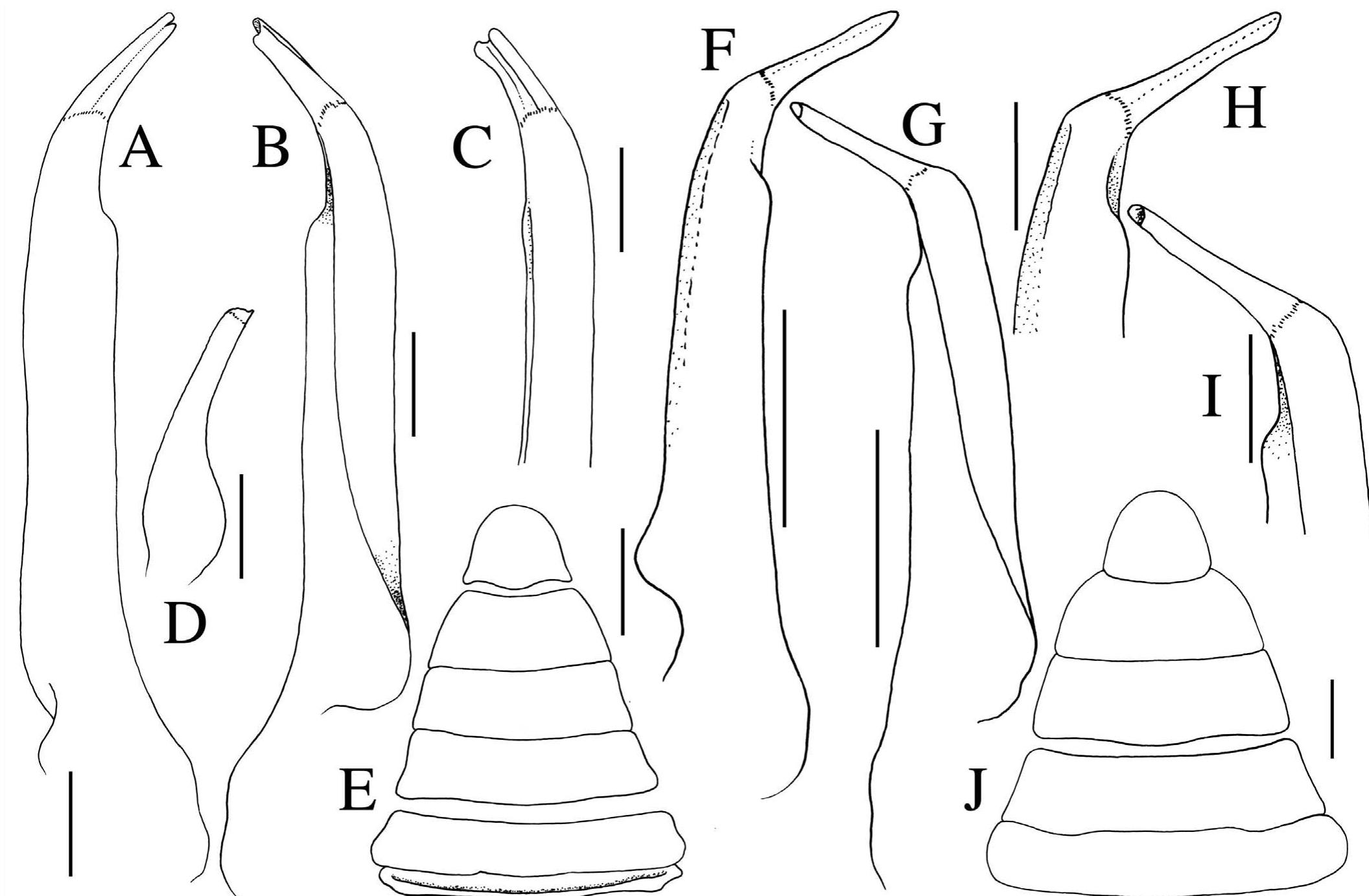 Geosesarma Pdf (PDF) New species of