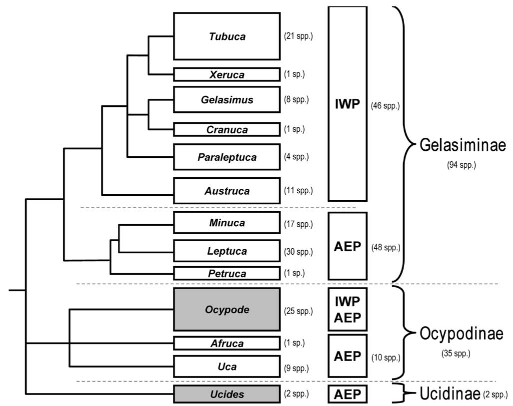 The simplified phylogenetic tree modified from figs. 1 & 2,