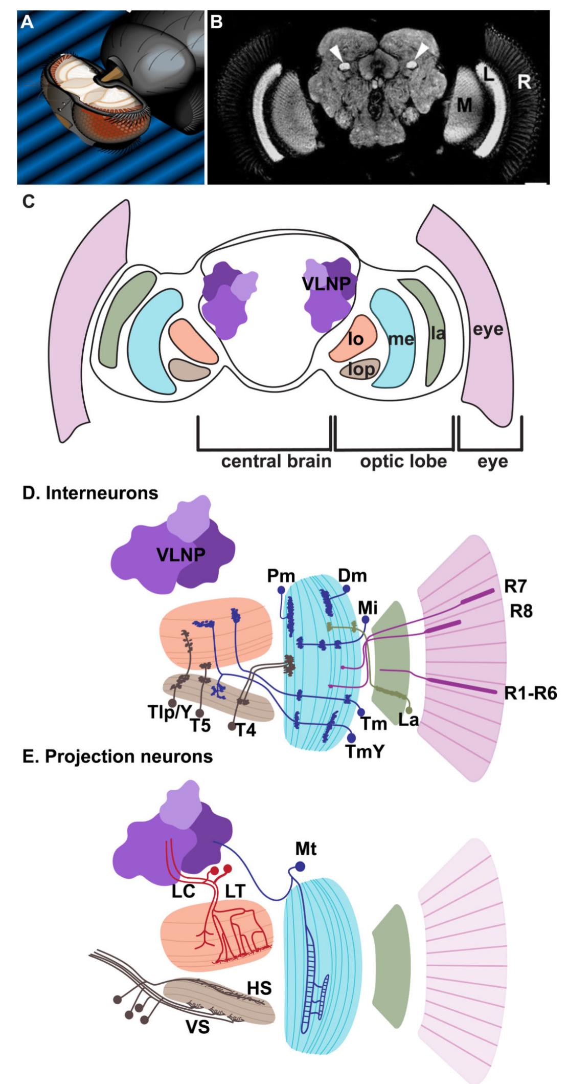 Figure 1 - from From the Eye to the Brain: Development of