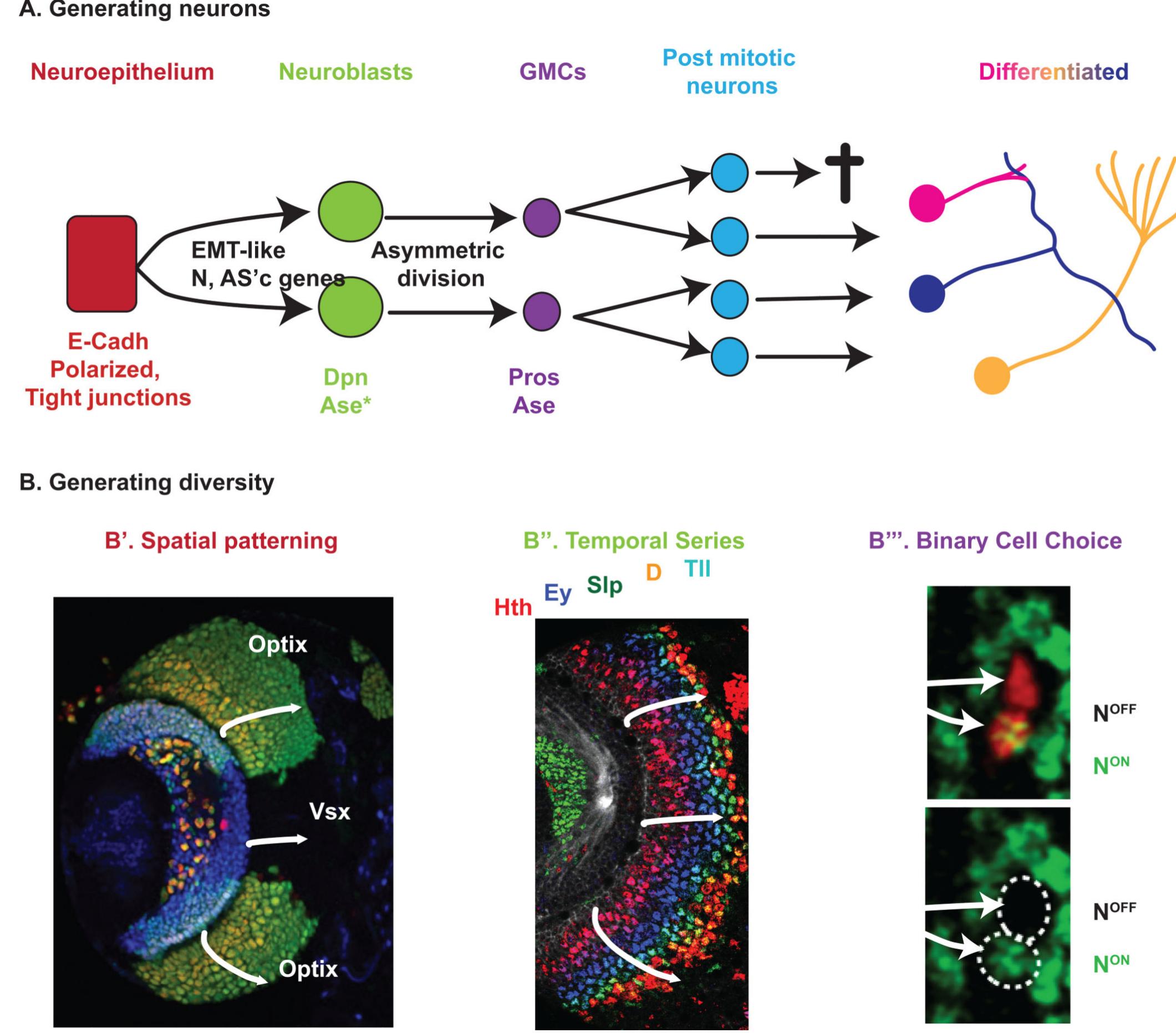 Figure 1 - from From the Eye to the Brain: Development of
