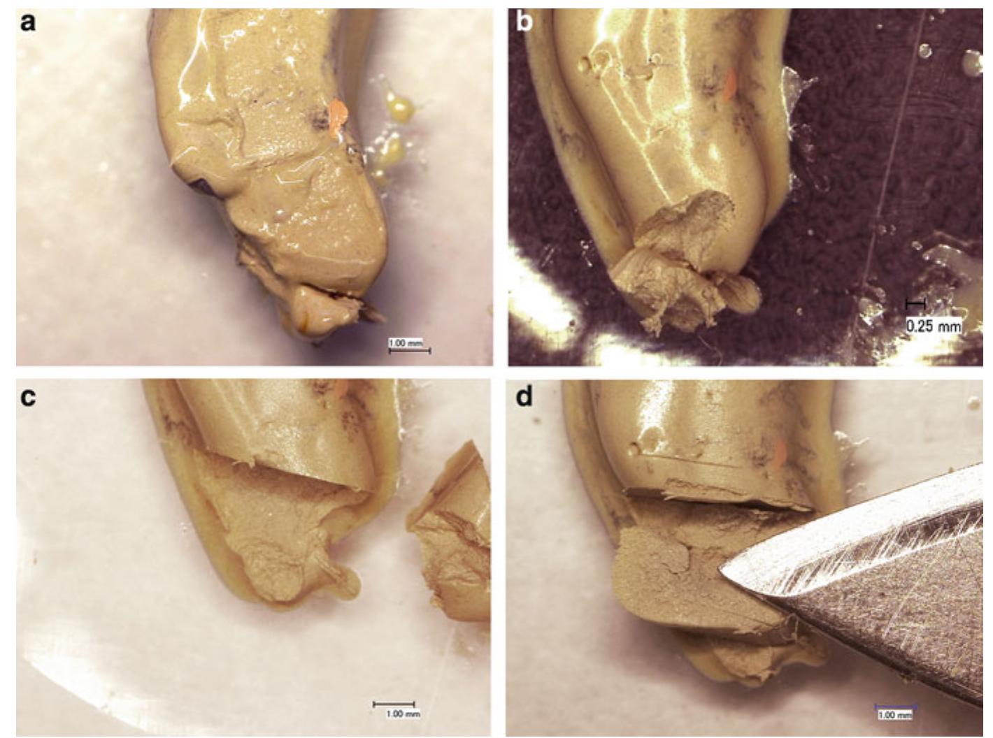 Buff Samples Buff titanium samples before (a) and after heat treatment at