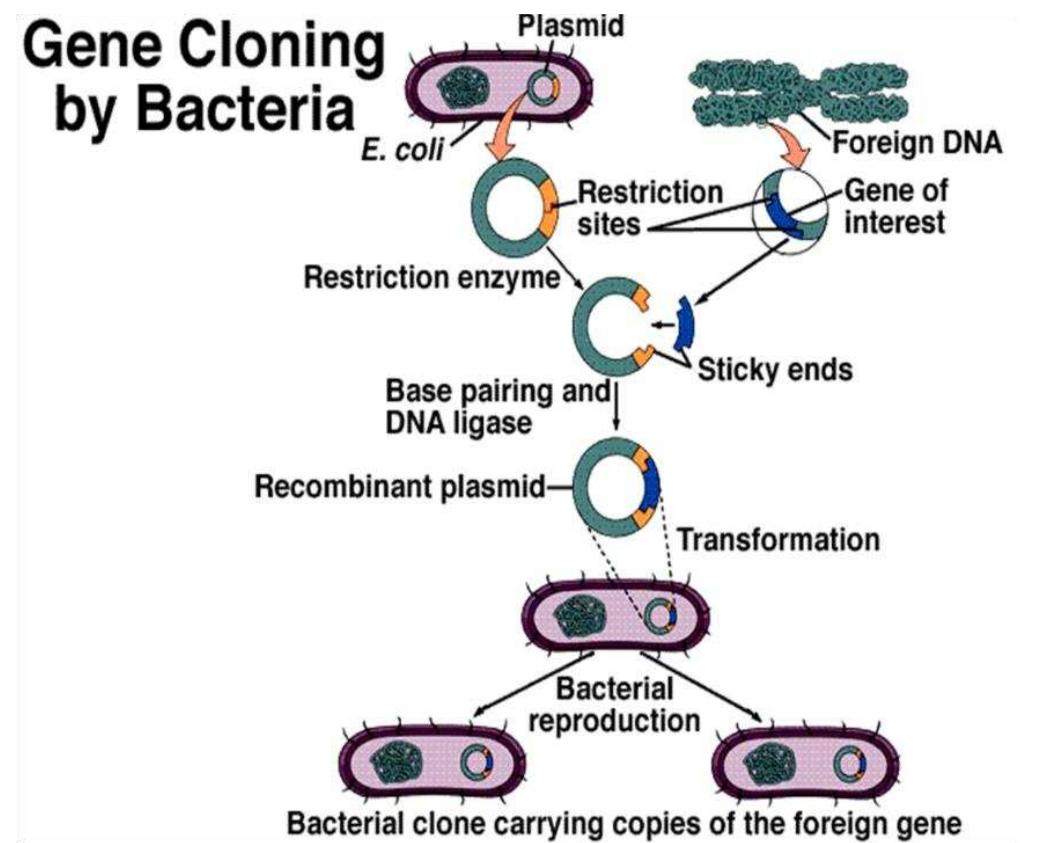 Recombinant Dna Technology With Diagram DNA Cloning | Definition,
